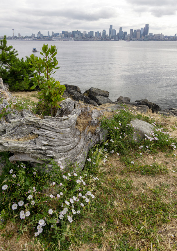 Seattle's downtown skyline seen across Elliott Bay, with driftwood and wildflowers in the foreground